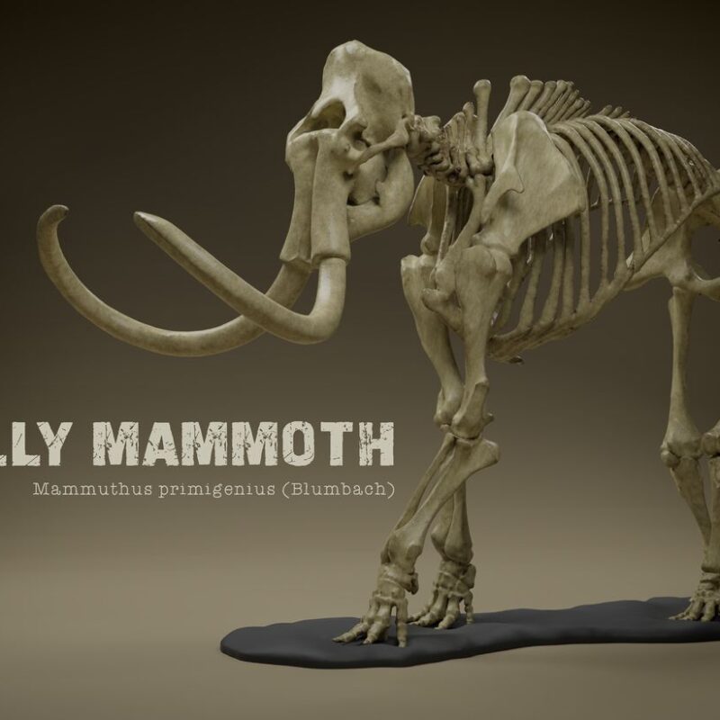 Mamut İskeleti Dekoru 24 cm