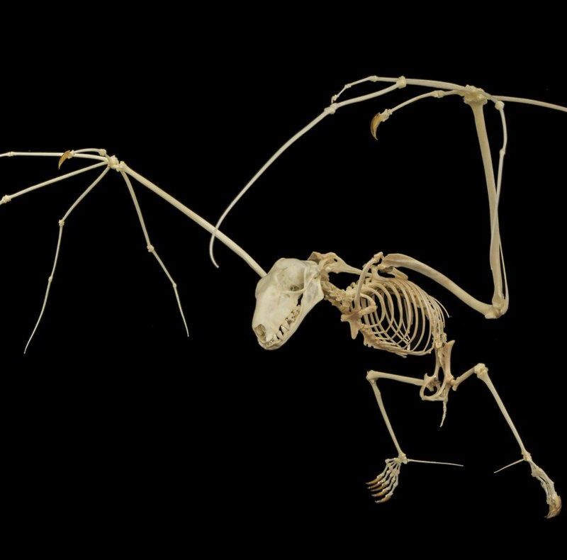 Uçan Tilki İskeleti Dekoru 20 cm