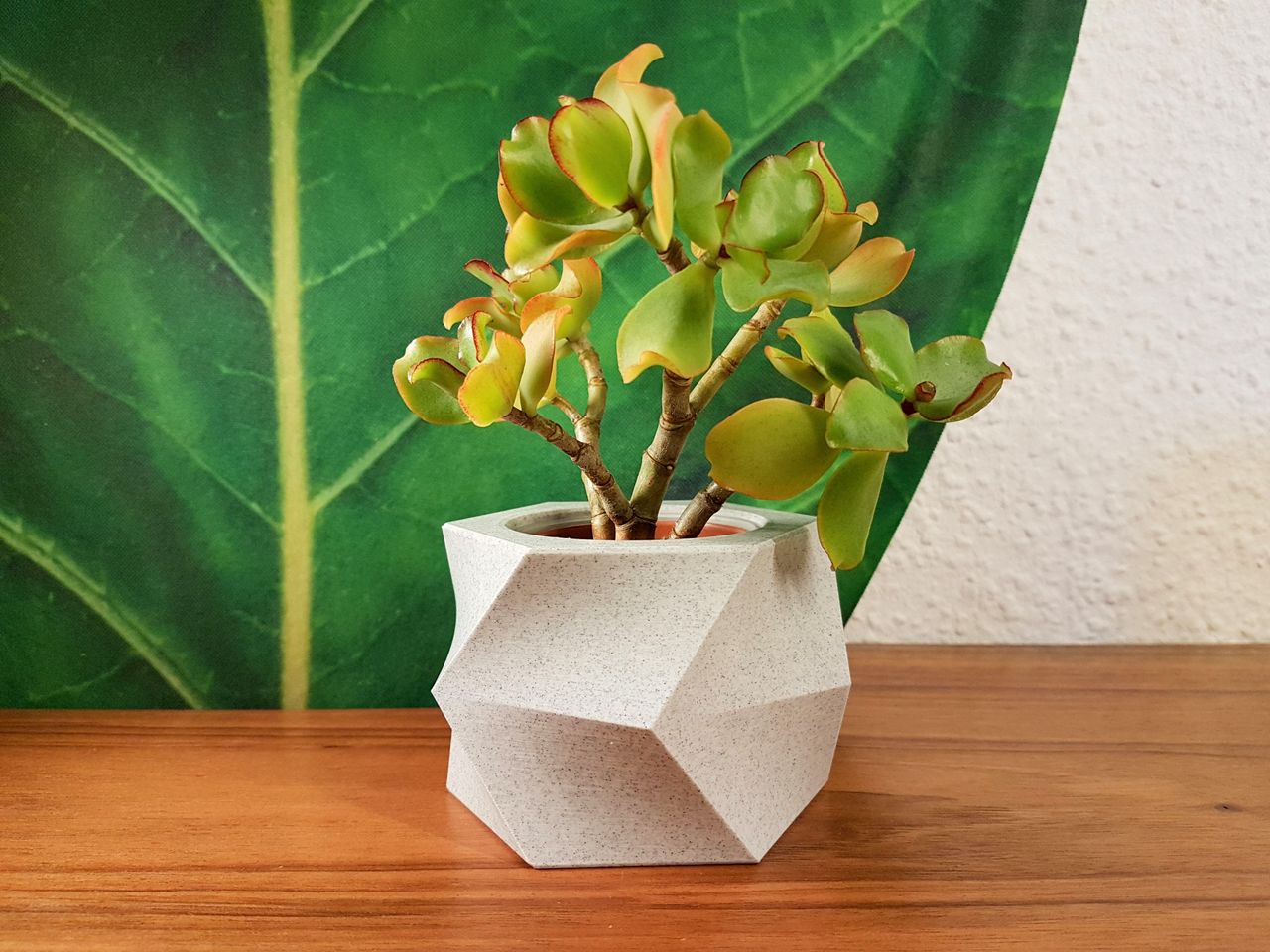Blok Desenli Zarif Skulent Saksısı 8 cm