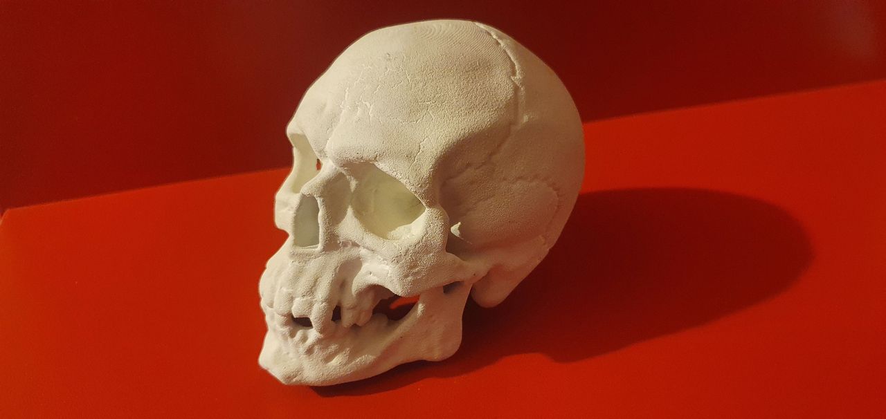 Kalın Dişli Kuru Kafa Kafatası Dekoru 16 cm