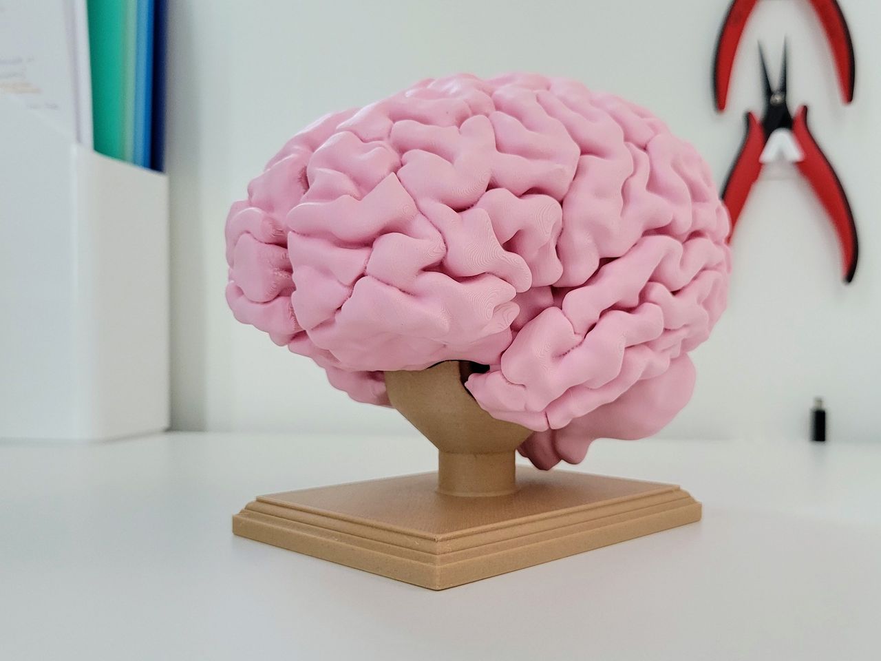 Human Brain with Base 20 cm